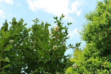 風景　緑　空　ナツツバキ　公園　杤木