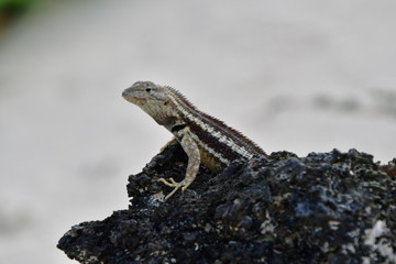 LAGARTIJA, GALÁPAGOS