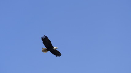 Obraz premium Bald Eagle in Alaska