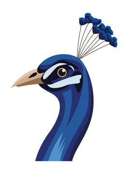 Peacock Bird Icon Cartoon Isolated