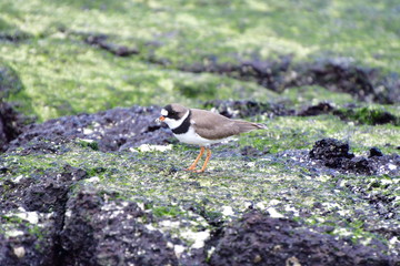PÁJARO, GALÁPAGOS