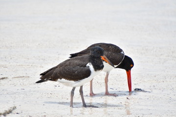 OSTRERO, GALÁPAGOS