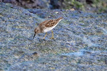 PÁJARO, GALÁPGOS