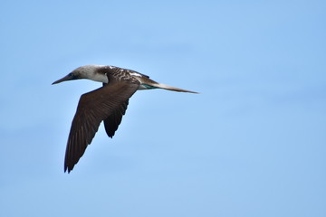 PÁJARO, GALÁPGOS