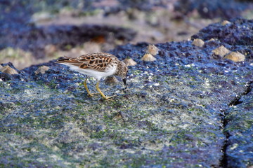 PÁJARO, GALÁPGOS