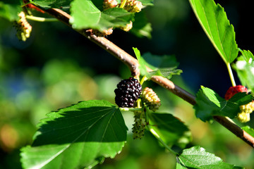 Ripe mulberry in the garden on a summer day.