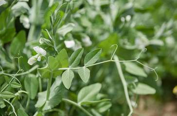 Hand picking fresh organic raw green peas  on cultivated farmers field in summer