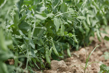 Hand picking fresh organic raw green peas  on cultivated farmers field in summer