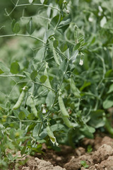 Hand picking fresh organic raw green peas  on cultivated farmers field in summer