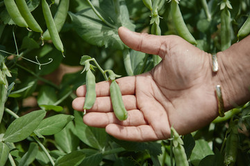 Naklejka na ściany i meble Hand picking fresh organic raw green peas  on cultivated farmers field in summer