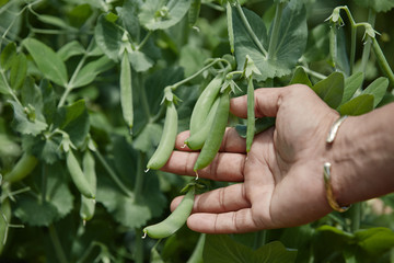 Hand picking fresh organic raw green peas &nbsp;on cultivated farmers field in summer