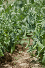 Hand picking fresh organic raw green peas  on cultivated farmers field in summer