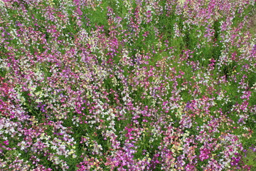 紫と白の無数の花