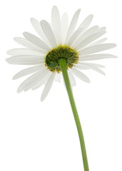 White flower of chamomile, lat. Matricaria, isolated on white background