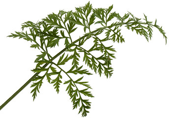 Green leafs of carrot, isolated on white background