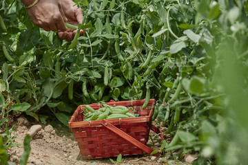 Hand picking fresh organic raw green peas &nbsp;on cultivated farmers field in summer