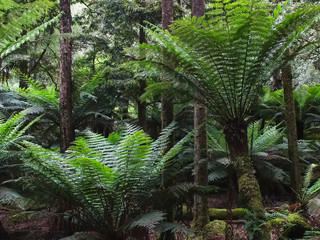 man ferns growing in mt field national park in tasmania