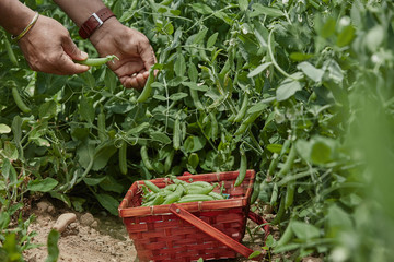 Hand picking fresh organic raw green peas &nbsp;on cultivated farmers field in summer