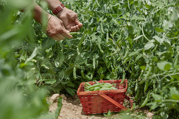 Hand picking fresh organic raw green peas  on cultivated farmers field in summer