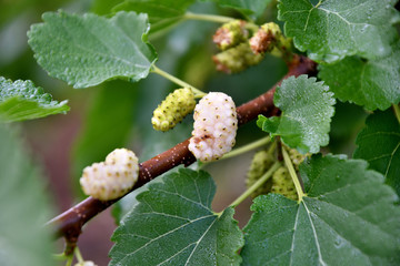 White mulberry on a branch on a summer day in the garden.