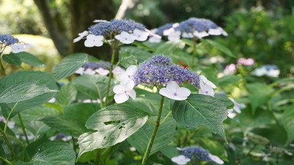 和の情緒溢れるアジサイ！