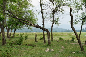 Damaged trees in forest
