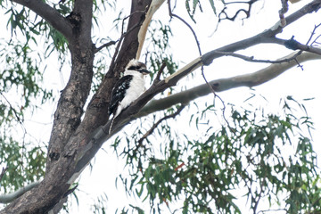 Kookaburra sitting on a branch of a eucalyptus tree