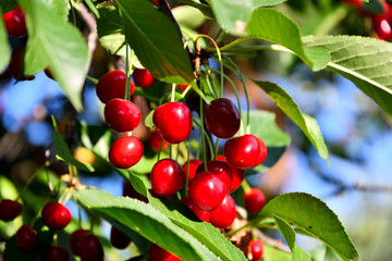 Cherry in the garden in the summer afternoon.