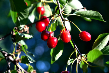 Cherry in the garden in the summer afternoon.