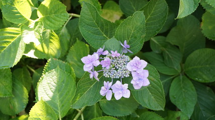 和の情緒溢れるアジサイ！