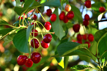Cherry in the garden in the summer afternoon.