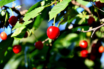 Cherry in the garden in the summer afternoon.