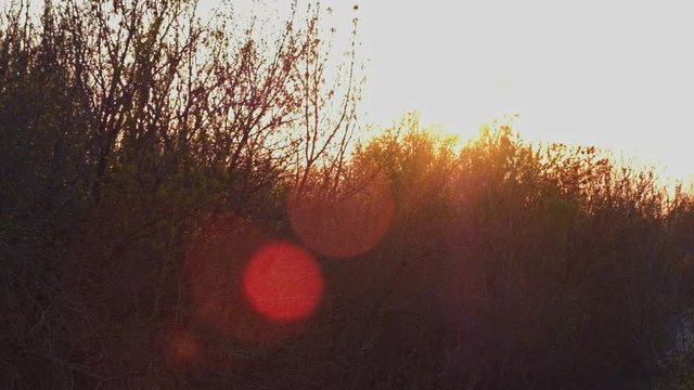 Sun flares over the tops of dark frest in sunset