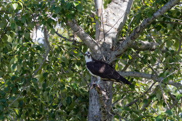 Western osprey  (Pandion haliaetus) sitting on a tree.
