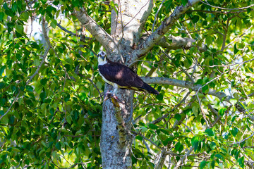 Western osprey  (Pandion haliaetus) sitting on a tree.