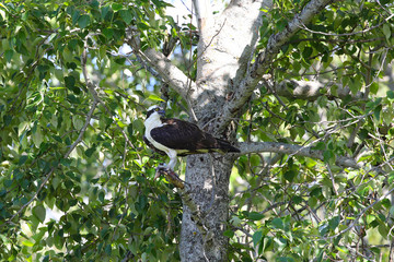 Western osprey  (Pandion haliaetus) sitting on a tree.