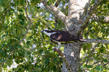 Western osprey  (Pandion haliaetus) sitting on a tree.