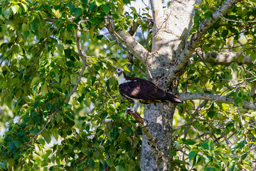 Western osprey  (Pandion haliaetus) sitting on a tree.