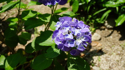 和の情緒溢れるアジサイ！