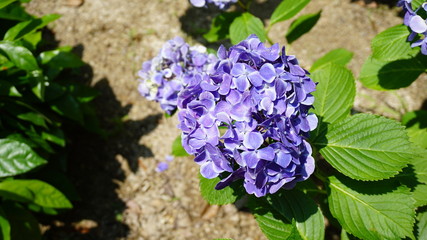 和の情緒溢れるアジサイ！