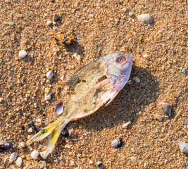 Dead fish at shore