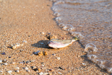 Dead fish at shore