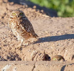 Burrowing Owl Standing