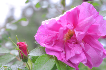 Pink Dogrose, Briar eglantine flower. Wild Rose hips closeup