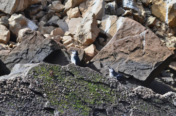 Two Penguins Basking on Rocks in Galapagos Islands