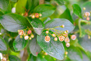 Close up of flower buds at the tip of a bush branch starting to bloom in spring