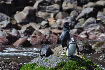 Three Wet Penguins on a Rock Near Galapagos Island Shore