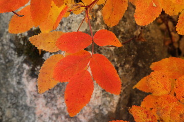 Autumn orange & yellow leaves in Beartooth Mountains, Montana