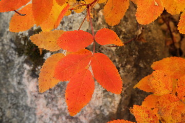 Autumn orange & yellow leaves in Beartooth Mountains, Montana