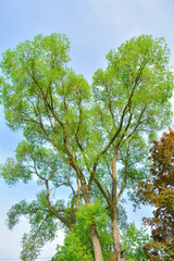 Fototapeta premium Willow tree branches with fresh green leaves on blue sky with clouds